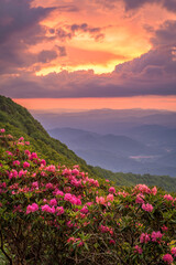 Fototapeta na wymiar The Great Craggy Mountains along the Blue Ridge Parkway in North Carolina, USA with Catawba Rhododendron