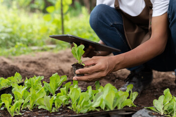 Close up of a man hands gardening lettuce in farm  .