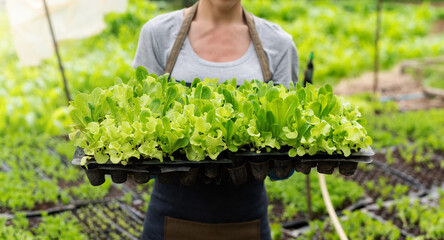 Naklejka na ściany i meble Woman farmers hand harvest fresh salad vegetables in hydroponic plant system farms in the greenhouse to market.