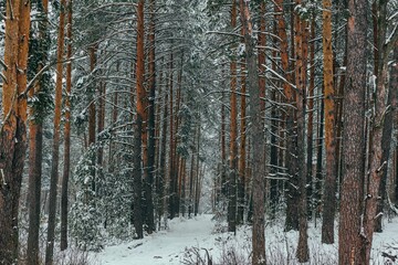 gloomy pine forest in winter, tall pines in the snow