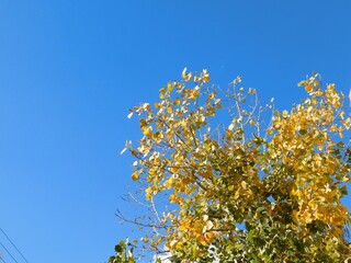 Yellow autumn tree leaves against a blue sky