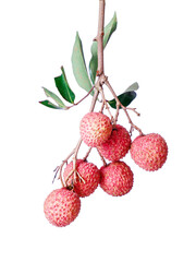 fresh fruit litchi