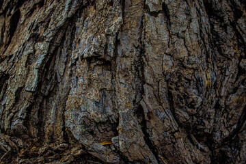 bark of a tree