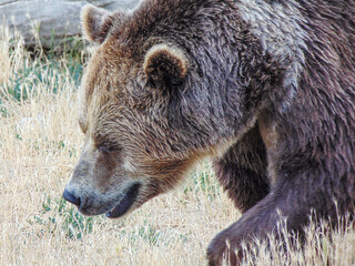 Brown bear in the grass in Romania