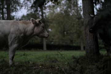 cow in the field