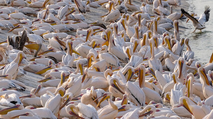 A lot of pelicans are resting on the shore