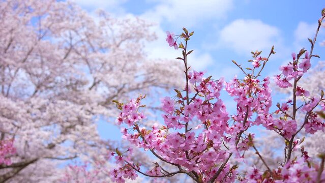 桜　さくら　サクラ　Sakura　花
