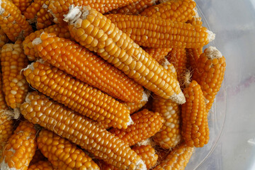 dry corn maize, natural organic non-GMO maize, close-up maize maize,
