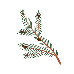 Fir tree branch. Twig of evergreen plant with green needles and small cones. Conifer spruce stem, botanical design element, natural decoration. Flat vector illustration isolated on white background