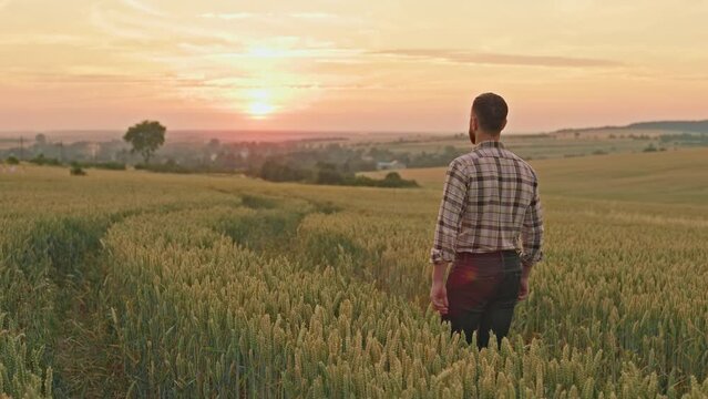 Back view of hardworking farmer going, walking on field, plantation with wheat. Man in plaid shirt growing and taking care of wheat. Concept of agriculture and countryside.