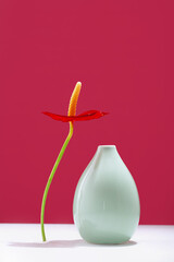 Anturium flower near a tiny green vase on table. Vivid magenta background with copy space. Blooming flowers. Greeting card. Border banner