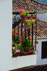 Fototapeta na wymiar Geranios en el balcón de Benalauría, Valle del Genal, Málaga, Andalucía, España