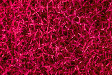 Naklejka premium Very small multi-leafed red Viva Magenta new Color 2023 year flowers plants close-up. Monochrome background. Top view
