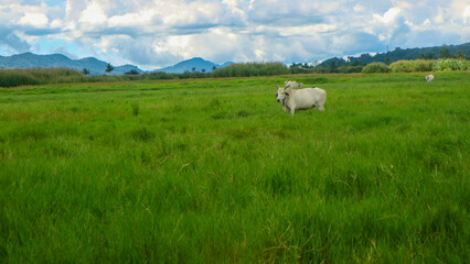 Obraz premium cows eating in the middle of green grass