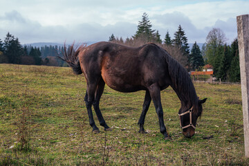 Obraz premium Side view of a brown horse eating grass