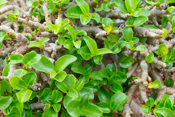 Adenium obesum plant. Green leaves