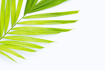 Green leaves of palm tree on white background.