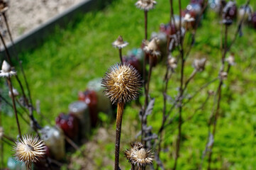 last year's flowers in the garden on the bed