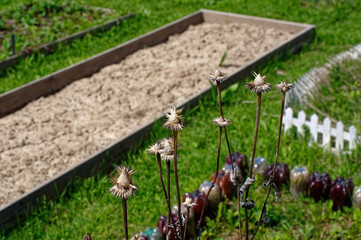 last year's flowers in the garden on the bed
