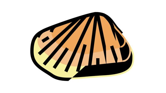 donax clam color icon animation