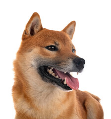 shiba inu in studio