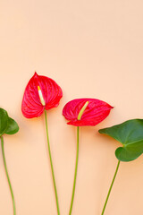 Flamingo flower or pigtail anthurium