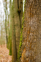 Obraz premium The texture of tree bark with moss.