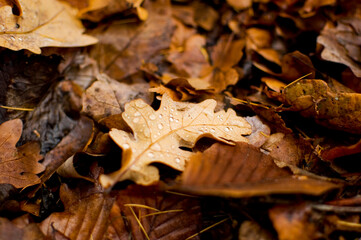 Autumn oak leaf with water drops. Selective focus.
