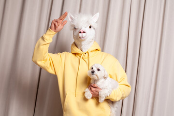 Creative lama person in yellow hoodie holding little white dog on beige studio wall background