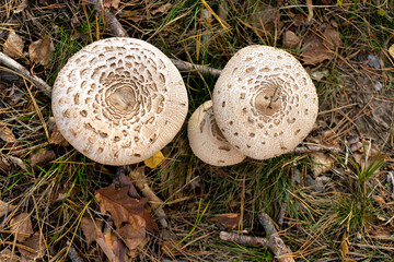 Close-up of a parasol mushroom (Macrolepiota procera or Lepiota procera) with blurry background of undergrowth in the forest. Autumn leaves on the ground. Soft focus. Mushrooming. A walk in the woods.