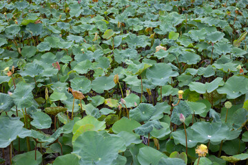 Lotus flower leaves in pond