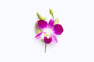 Beautiful purple orchid flowers isolated on white background