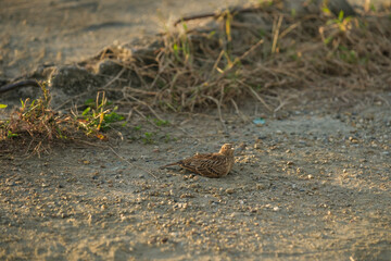 A lark bathing in the sand in a rural village at dusk.