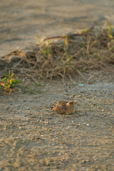 A lark bathing in the sand in a rural village at dusk.