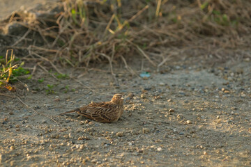 A lark bathing in the sand in a rural village at dusk.
