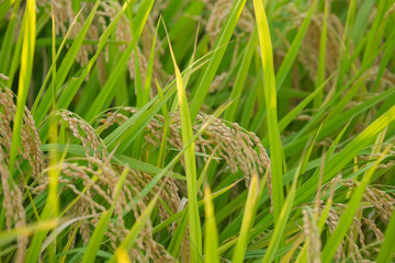 Autumn farming village, golden rice at harvest time