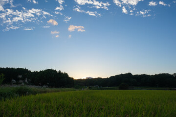Obraz premium Autumn in a farming village, with lots of rice in harvest season, reminding us of nature's bounty.