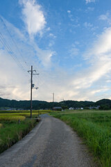A rural village in autumn in Japan, one road in the rice paddies