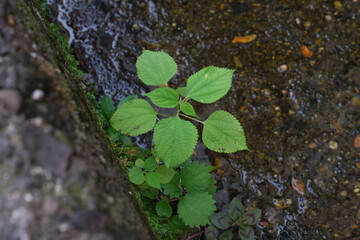 Small green leaves growing at the edge of the irrigation canal