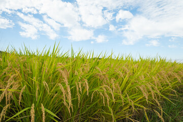 Autumn farming village, golden rice at harvest time