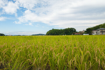 Autumn in a farming village, with lots of rice in harvest season, reminding us of nature's bounty.