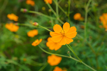 Cosmos with brightly colored flowers in an autumn farming village