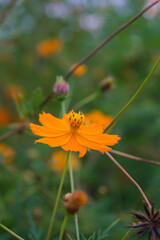 Cosmos with brightly colored flowers in an autumn farming village