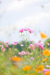 Obraz premium Cosmos with brightly colored flowers in an autumn farming village