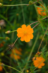 Cosmos with brightly colored flowers in an autumn farming village
