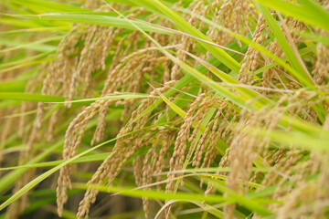 Autumn farming village, golden rice at harvest time