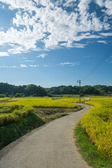Fototapeta na wymiar A rural village in autumn in Japan, one road in the rice paddies