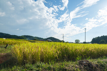 Autumn in a farming village, with lots of rice in harvest season, reminding us of nature's bounty.