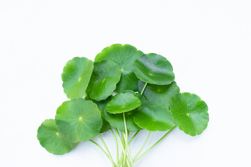Fresh green centella asiatica leaves