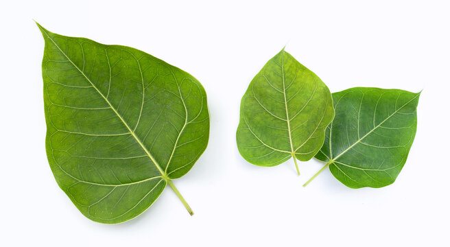 Green bodhi leaf on a white background.